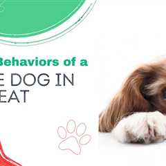 Common Behaviors of a Female Dog in Heat