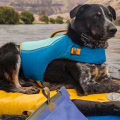 The 4 best dog life jackets in 2024