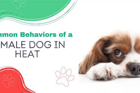 Common Behaviors of a Female Dog in Heat