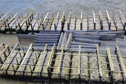 Preserving and Storing Oysters in Fairhope, Alabama: Popular Methods