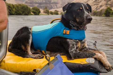 The 4 best dog life jackets in 2024