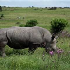 Can Conservationists Actually Save Rhinos by Dehorning Them?