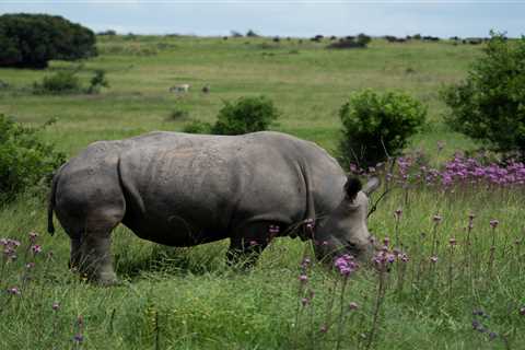 Can Conservationists Actually Save Rhinos by Dehorning Them?