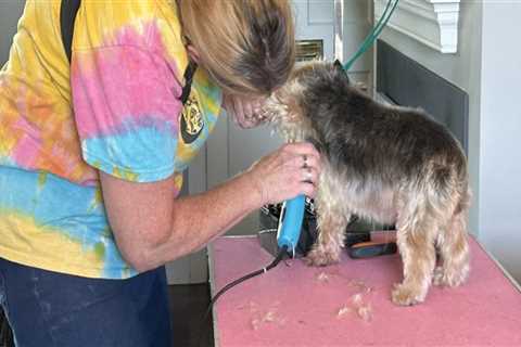 The Impact of Donations on Shelters in Northumberland County, PA