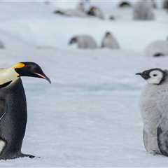 People Differ Widely in Their Understanding of Even a Simple Concept Such as the Word 'Penguin'