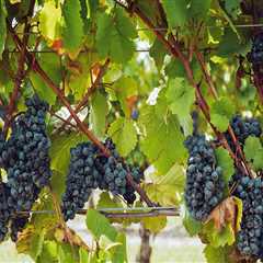 The Secrets Behind Harvest Season for Wineries in Aurora, OR