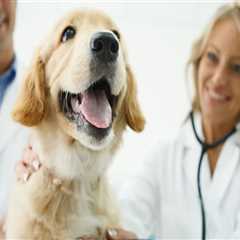 Navigating End-of-Life Care for Your Beloved Pet at Animal Hospitals in Fayetteville, Arkansas