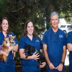 Exploring the World of Animal Hospitals in Fayetteville, Arkansas