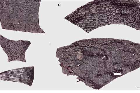 Scaly Fossil Is the Oldest-Known Piece of Skin