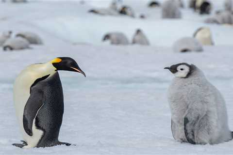 People Differ Widely in Their Understanding of Even a Simple Concept Such as the Word 'Penguin'