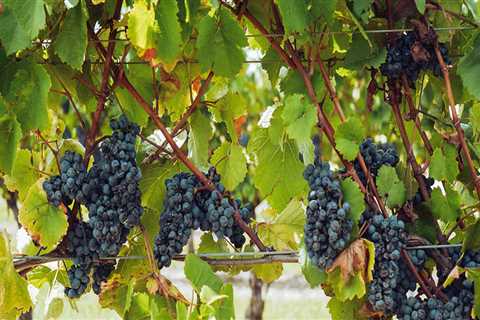 The Secrets Behind Harvest Season for Wineries in Aurora, OR