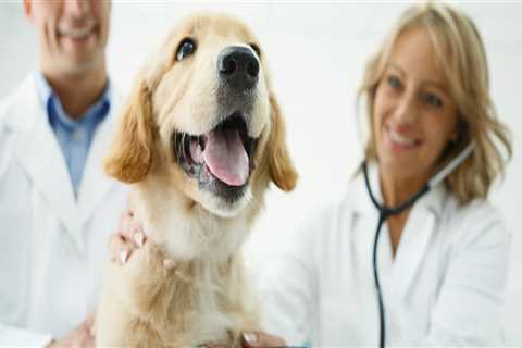 Navigating End-of-Life Care for Your Beloved Pet at Animal Hospitals in Fayetteville, Arkansas