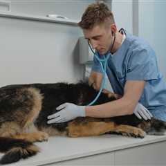 Hyperadrenocorticism: Easy to Spot, Harder to Diagnose in Dogs | VETgirl Veterinary Continuing..