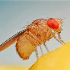 These Fruit Flies Aged Faster After Seeing Death