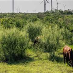 The Role of Government in Regulating Energy Resources in Rockwall, Texas