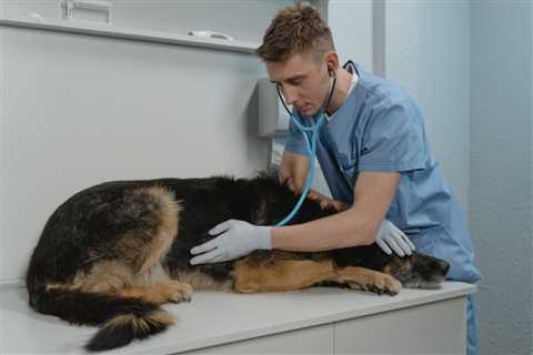 Hyperadrenocorticism: Easy to Spot, Harder to Diagnose in Dogs | VETgirl Veterinary Continuing..