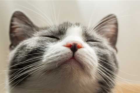 Cat Noses Contain Twisted Labyrinths That Help Them Separate Smells