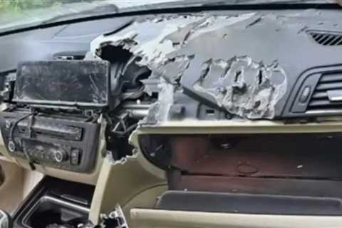 Black bear and cub destroy car in Connecticut after getting trapped inside