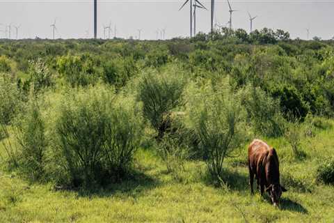 The Role of Government in Regulating Energy Resources in Rockwall, Texas