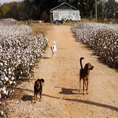 Celebrating Agriculture in Southeastern Mississippi