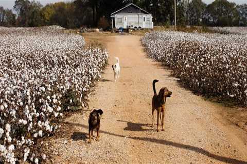 Celebrating Agriculture in Southeastern Mississippi