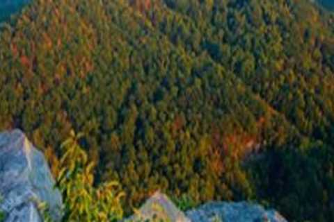 Preserving the Beauty of Northeast Tennessee: Successful Environmental Conservation Projects