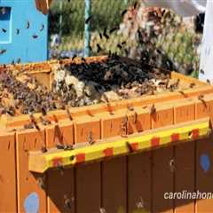 The Buzz About Beekeeping in McDowell County, North Carolina