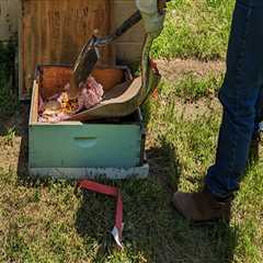 The Art of Transporting Beehives: Tips from a McDowell County Beekeeper