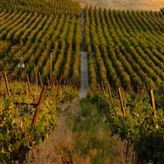 Discovering the Sustainable Wines of Chautauqua County, New York