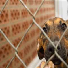 The Journey of Adopting a Rescue Animal in Broward County, Florida