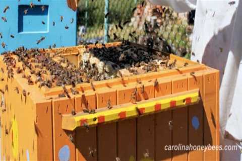 The Buzz About Beekeeping in McDowell County, North Carolina