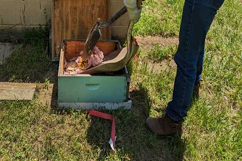 The Art of Transporting Beehives: Tips from a McDowell County Beekeeper