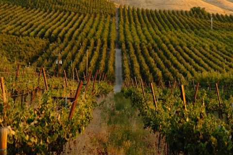 Discovering the Sustainable Wines of Chautauqua County, New York