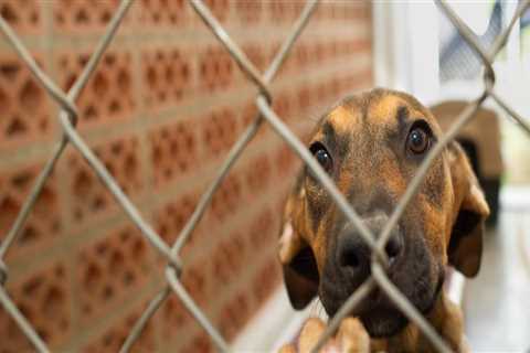 The Journey of Adopting a Rescue Animal in Broward County, Florida
