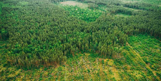 If a Tree Falls in the Forest, Is It a Felony? Why the Trump Administration May Reel in Illegal..