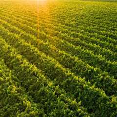 The Essential Role of Winemakers in Central California's Wine Industry