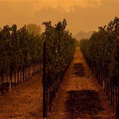 The Changing Landscape of Wine Production in Central California