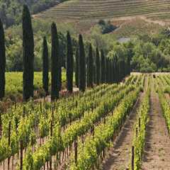 The Ever-Evolving Wine Industry in Central California: A Look at Current Trends