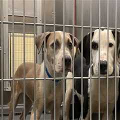 The Crucial Role of Local Shelters in Promoting Animal Welfare in East Tennessee
