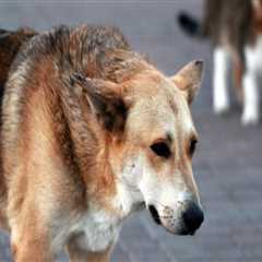 Making a Difference: How Individuals Can Promote Animal Welfare in East Tennessee