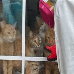 Improving Animal Welfare in East Tennessee