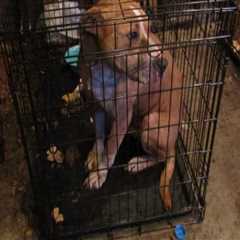 The Impact of Neglecting Animal Welfare in East Tennessee