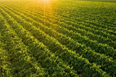 The Essential Role of Winemakers in Central California's Wine Industry
