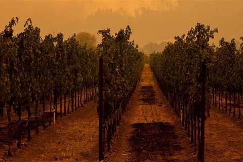 The Changing Landscape of Wine Production in Central California