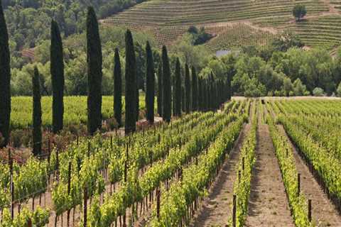 The Ever-Evolving Wine Industry in Central California: A Look at Current Trends