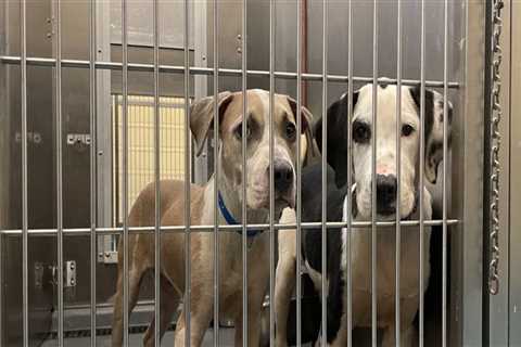 The Crucial Role of Local Shelters in Promoting Animal Welfare in East Tennessee