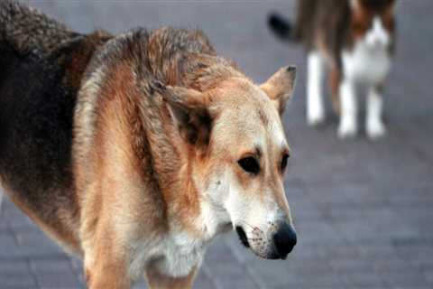 Making a Difference: How Individuals Can Promote Animal Welfare in East Tennessee