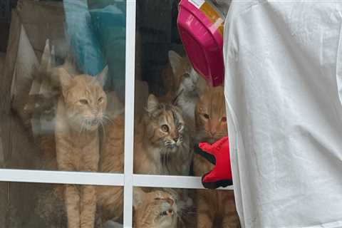 Improving Animal Welfare in East Tennessee