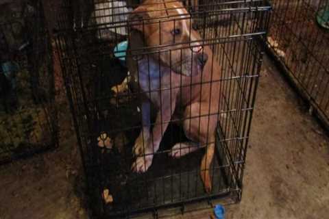 The Impact of Neglecting Animal Welfare in East Tennessee
