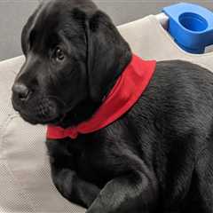 The Impact of Educational Programs Offered by Animal Shelters in Southeast SC